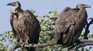 Bihar News : Amidst the extinction of vultures, good news comes from VTR, vultures seen in large numbers - Forest Conservator