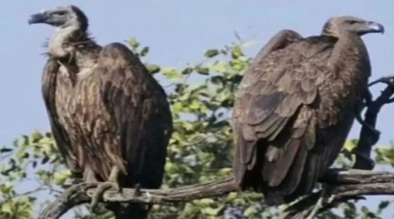 Bihar News : Amidst the extinction of vultures, good news comes from VTR, vultures seen in large numbers - Forest Conservator