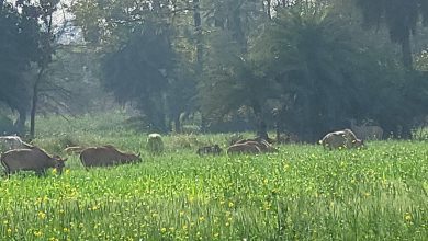 Bihar News- Nilgai are grazing the crops in the fields, farmers are worried