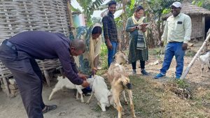 Bihar News-Rajapakar-- Vaccination for PPR disease in sheep and goats in various panchayats of the block area