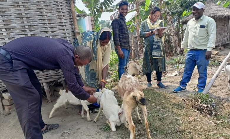 Bihar News-Rajapakar-- Vaccination for PPR disease in sheep and goats in various panchayats of the block area