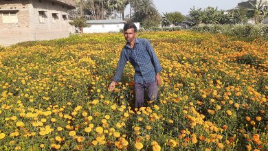 Bihar News-Rajapakar-- Various flowers like marigold, cherry, China Mogra are cultivated in ward number 7 of Narayanpur Buzurg Panchayat of the block area.