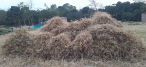 Bihar News-Rajapakar-- The unseasonal rain at night has broken the back of the farmers