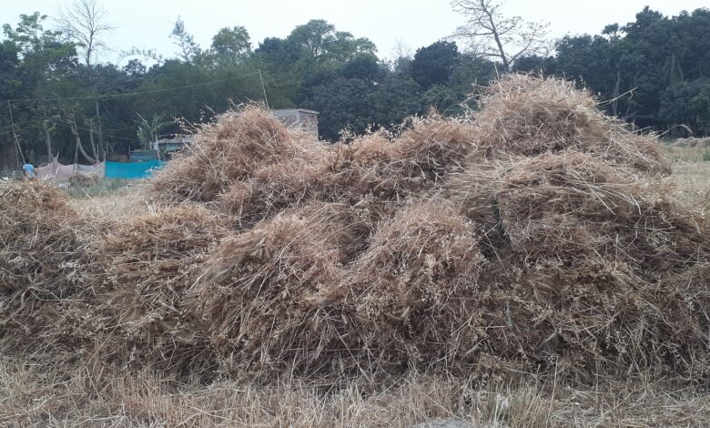 Bihar News-Rajapakar-- The unseasonal rain at night has broken the back of the farmers