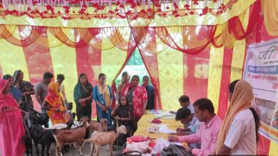 Bihar News “Goat Haat” was organized in Dhobani village of Lauriya block