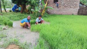 Bihar News-Rajapakar-- The intermittent rain in the block area has greatly benefited the paddy crop

 