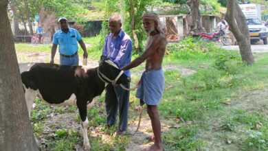 Bihar News- Rajapakar Animal and Fisheries Resources Department is going door to door to the cattle owners in all the panchayats of the block area to vaccinate them free of cost for the Lumpi disease in cows.