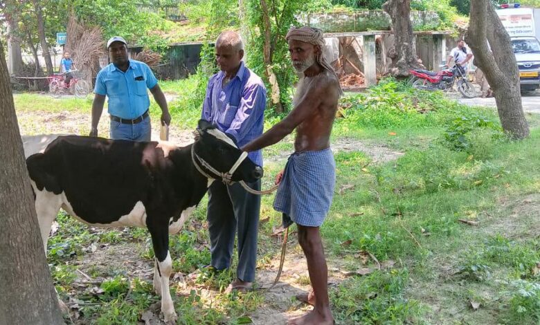 Bihar News- Rajapakar Animal and Fisheries Resources Department is going door to door to the cattle owners in all the panchayats of the block area to vaccinate them free of cost for the Lumpi disease in cows.