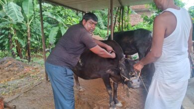 Bihar News-Rajapakar--- Due to the Lumpi disease in animals, the animal vaccinators are carrying out vaccination work on a war footing in all the panchayats of the block area by the Animal and Fisheries Resources Department.