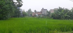 Bihar News- राजापाकर प्रखंड में दो दिन से रुक-रुक कर हो रही बारिश से जनजीवन प्रभावित, धान की फसल को मिली राहत
