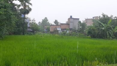 Bihar News- राजापाकर प्रखंड में दो दिन से रुक-रुक कर हो रही बारिश से जनजीवन प्रभावित, धान की फसल को मिली राहत