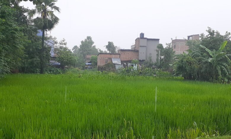 Bihar News- राजापाकर प्रखंड में दो दिन से रुक-रुक कर हो रही बारिश से जनजीवन प्रभावित, धान की फसल को मिली राहत