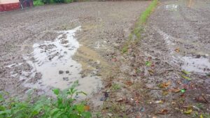 Bihar News- प्रखंड क्षेत्र में मोथा तुफान ने असर दिखाया और गुरुवार को सुबह हुई रिमझिम बारिश होने से जन जीवन वयस्त हो गया 