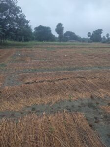 Bihar News-अखिल भारतीय किसान महासभा ने तीन दिनों से हो रही बेमौसम आंधी और बारिश से किसान मे मायूसी छा गई