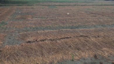 Bihar News-अखिल भारतीय किसान महासभा ने तीन दिनों से हो रही बेमौसम आंधी और बारिश से किसान मे मायूसी छा गई