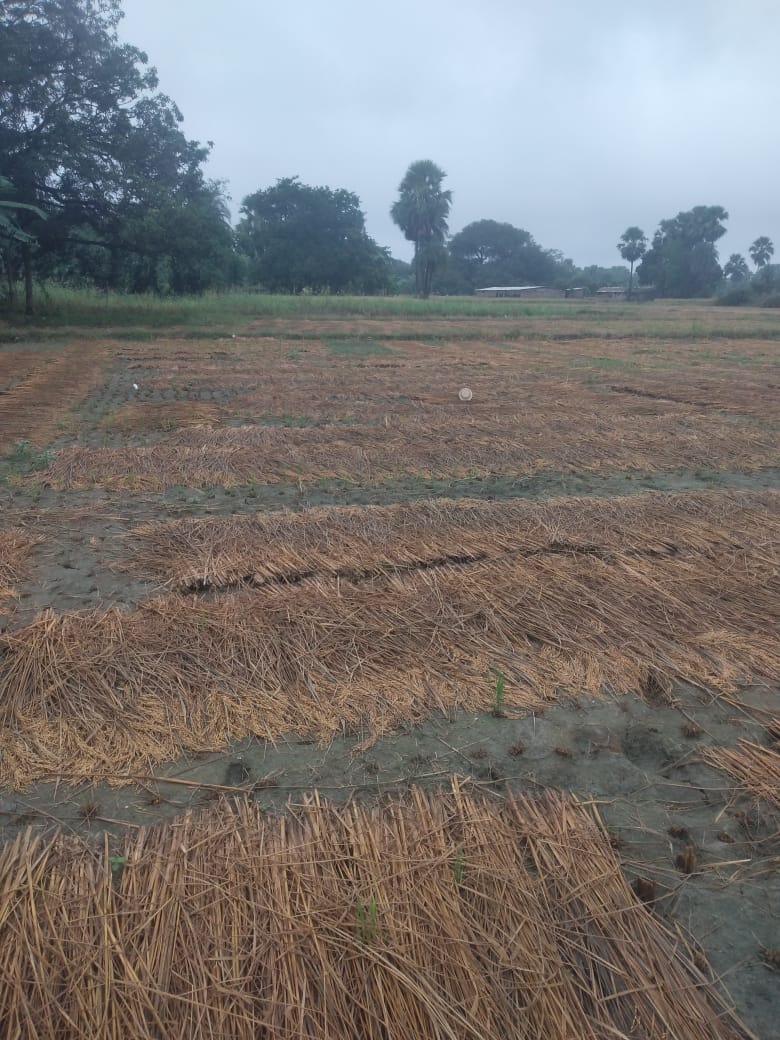 Bihar News-अखिल भारतीय किसान महासभा ने तीन दिनों से हो रही बेमौसम आंधी और बारिश से किसान मे मायूसी छा गई