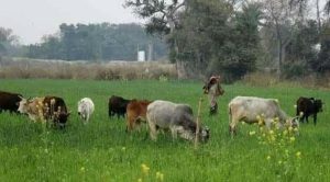 अम्बेडकर नगर न्यूज : आवारा पशुओं का आतंक, किसानों की फसलें तबाह
आवारा पशुओं के झुंड से गेहूं, सरसों सहित कई फसलें बर्बाद, किसान परेशान