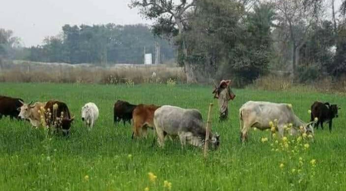 अम्बेडकर नगर न्यूज : आवारा पशुओं का आतंक, किसानों की फसलें तबाह आवारा पशुओं के झुंड से गेहूं, सरसों सहित कई फसलें बर्बाद, किसान परेशान