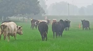 अम्बेडकर नगर न्यूज : आवारा पशुओं का आतंक, किसानों की फसलें तबाह
आवारा पशुओं के झुंड से गेहूं, सरसों सहित कई फसलें बर्बाद, किसान परेशान