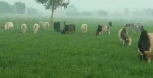 अम्बेडकर नगर न्यूज : आवारा पशुओं का आतंक, किसानों की फसलें तबाह
आवारा पशुओं के झुंड से गेहूं, सरसों सहित कई फसलें बर्बाद, किसान परेशान