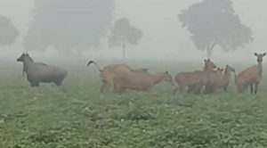 नीलगाय का आतंक वैशाली