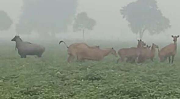 नीलगाय का आतंक वैशाली