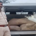 राजापाकर में पुलिस द्वारा 600 लीटर अवैध देसी शराब बरामद