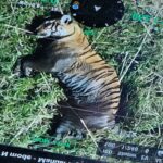 वाल्मीकि टाइगर रिजर्व में मृत पाई गई बाघिन के पास जांच करते वनकर्मी