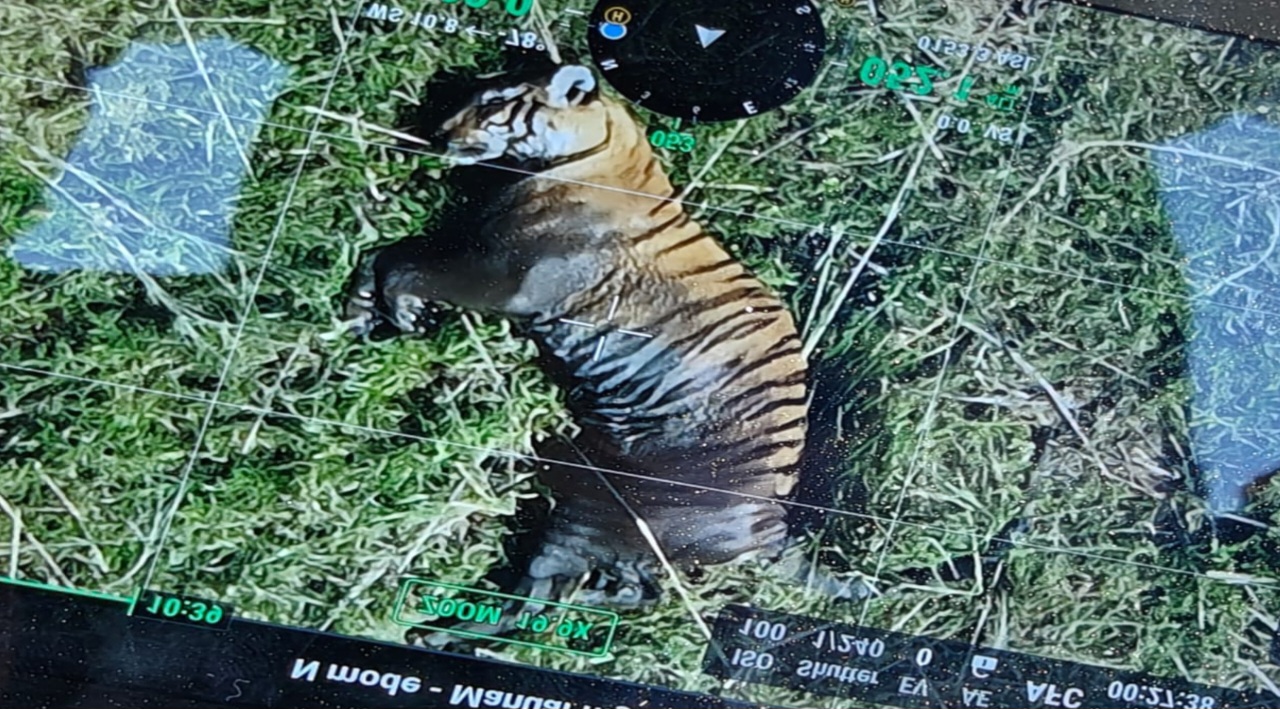 वाल्मीकि टाइगर रिजर्व में मृत पाई गई बाघिन के पास जांच करते वनकर्मी