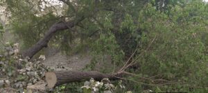 IMG-20260320-WA0025