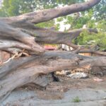 राजापाकर काली स्थान में गिरा 50 साल पुराना पीपल का पेड़