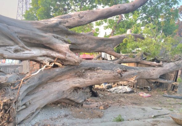 राजापाकर काली स्थान में गिरा 50 साल पुराना पीपल का पेड़