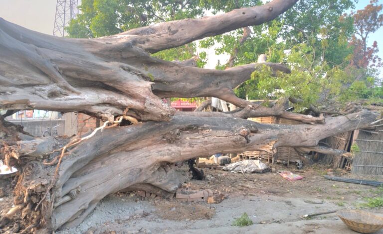 राजापाकर काली स्थान में गिरा 50 साल पुराना पीपल का पेड़