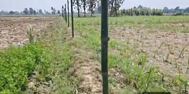 अम्बेडकरनगर में झटका मशीन से खतरा, खेत के पास इलेक्ट्रिक फेंसिंग