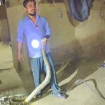 Bihar News: बगहा में घर के पास किंग कोबरा और अजगर दिखने से मची अफरा-तफरी, वन विभाग ने किया सुरक्षित रेस्क्यू