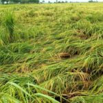 Etawah News: बारिश ने किसानों की मेहनत पर फेरा पानी, बाजरा-धान की फसलें बर्बाद होने से अन्नदाता बेहाल